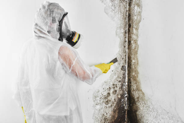 Best Mold Testing  in Gillette, WY