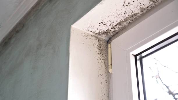 Professional Mold Removal in Gillette, WY