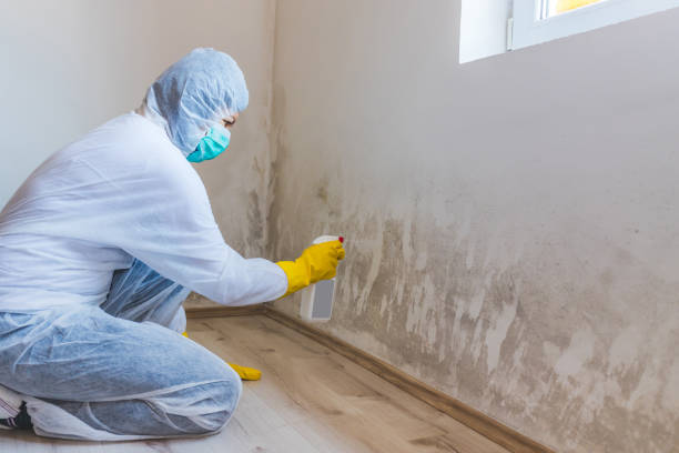 Mold Testing and Removal in Gillette, WY