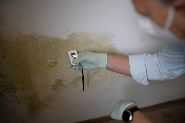 Best Local Mold Removal Service  in Gillette, WY