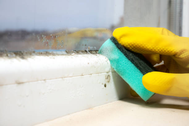 Best Best Mold Removal Companies  in Gillette, WY
