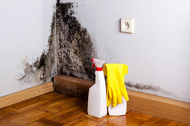 Certified Mold Removal in Gillette, WY