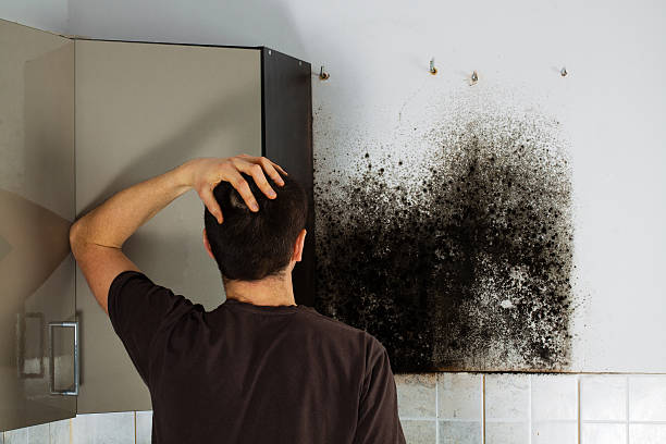 Best Mold Removal Specialists  in Gillette, WY