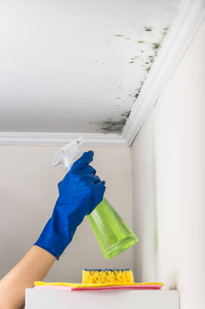 Best Attic Mold Removal  in Gillette, WY